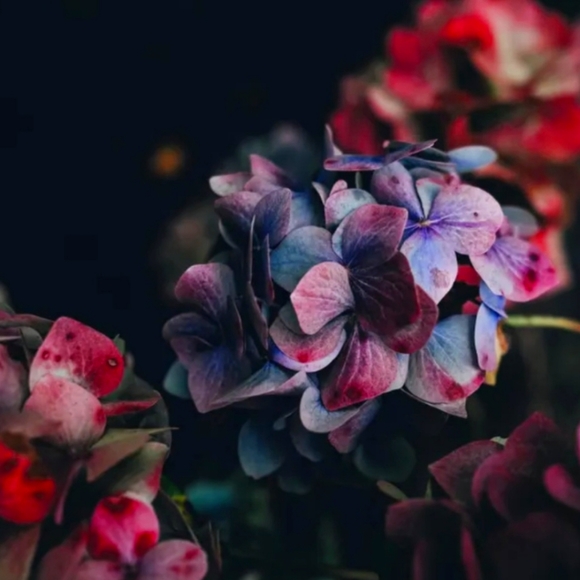 Meet your Posher, Renee - Picture 1 of 1